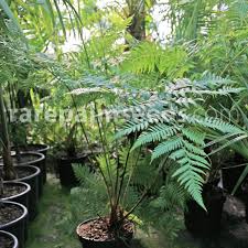 Image result for Cyphia erecta