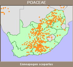 Image result for Enneapogon scoparius