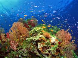 We did not find results for: Deep Sea Definition Bioluminescence Definition Explanation Examples Of Relating To Or Taking Place In The Deeper Parts Of The Sea