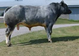 The coloration of these critters can vary from white, blue roan or even a mix of those colors. Dehorner Pp Mastergen