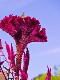 Pin On Flowers