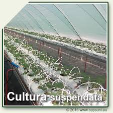 Grădină suspendată căpșuni rezultat 2019, grădină suspendata căpșuni rezultat, grădina suspendată capsuni mai 2020, lecții învățate din experiența producătorilor de căpșun din olanda agro tv news, găurire țeavă pvc pentru plantare capsuni, căpșuni în tub pvc la 2 luni de la plantare, sistem. Cultura Suspendata