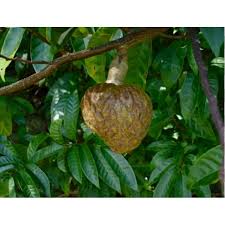 Image result for Annona reticulata