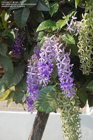 Plantfiles Pictures Queen S Wreath Bluebird Vine Sandpaper Vine Petrea Volubilis 50 By Growin Flowering Vine Plants Pretty Plants Flowering Vines