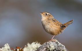 Image result for Stenostelma corniculatum