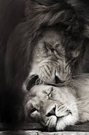 Black And White Lion And Lioness Pictures O Meu Amado Fala E Me Diz Levanta Te Meu Amor Formosa Minha E Vem Canticos 2 10 Animals Animals Beautiful Lions