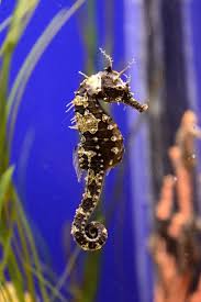 Y All The Seahorse Is A Real Thing And We Are All Blessed With Its Existence Beautiful Sea Creatures Seahorse Sea Animals