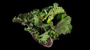 By now you already know that, whatever you are looking for, you're sure to find it on aliexpress. Flower Sprouts Brassica Oleracea Var Gemmifera Flower Sprouts Flora Obscura