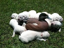 Check spelling or type a new query. Akc White Lab Puppies For Sale In Clinton North Carolina Classified Americanlisted Com