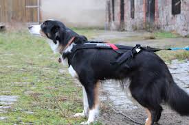 Weitere ideen zu schlittenhunde, schlitten, hunde. Hundegeschirr Typen Fur Den Sport Rad Und Hund