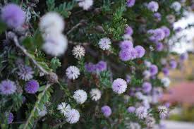 Image result for Melaleuca nesophila