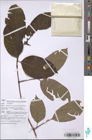 Image result for Multidentia