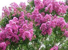 Depending on where you live in ohio, you may be in zone 5 or 6, where crape myrtles will need some winter protection in order to survive. Crape Myrtle How To Choose Prune And Care For Crape Myrtles Hgtv