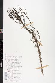 Image result for Sopubia ramosa