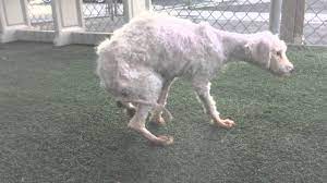 First, we want to tell you that exercise alone won't get you those great looking. Rescued Skinny Poodle So Dear So Wanting Love Youtube