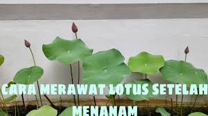 Discover the vessel's particulars, including capacity, machinery, photos and ownership. Cara Merawat Tanaman Air Lotus Atau Nelumbo Seletah Penanaman How To Treat A Lotus Youtube