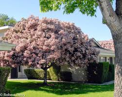 Image result for Rhaphiostylis