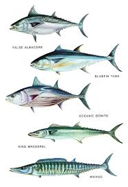 Pin By Shelly Shane On Fish Fish Chart Salt Water Fish