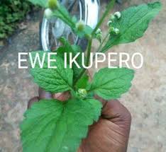 Image result for Dichrocephala