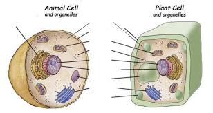 Plant animal cells coloring activity worksheet 6th 7th 8th high school. Grade 8 Final Exam Cells Organelles Diagram Quizlet