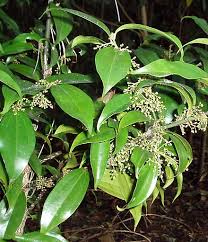 Image result for Cryptocarya