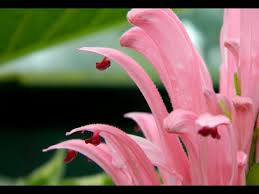 Image result for Justicia anselliana