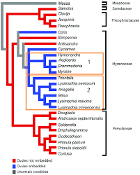 Image result for Ardisiandra wettsteinii
