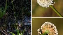Image result for Mesanthemum africanum