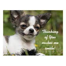 Thinking Of You Chihuahua Postcard Zazzle Com Dogs With Big Eyes Good Morning Dog Low Maintenance Dog Breeds