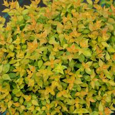 Maybe you would like to learn more about one of these? Plant Finder Spring Meadow Nursery
