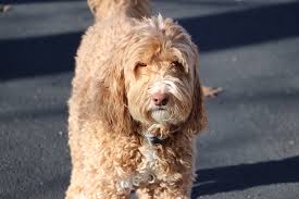 We raise labradoodles and goldendoodles here in georgia! 100 Popular Labradoodle Names For 2021 The Dogs Journal
