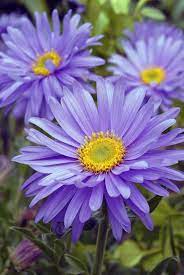 Alpine Aster Aster Alpinus Goliath Closeup Of Lavender Blue Flowers With Deep Y Affiliate Closeup L Aster Flower Tattoos September Flowers Aster Flower