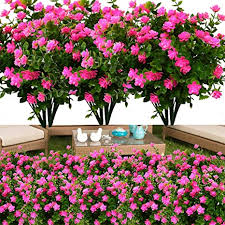 We did not find results for: Amazon Com Yxyqr 8 Pack Outdoor Artificial Flowers Uv Resistant Fake Plastic Flower Outside Indoor Faux Greenery Shrubs For Windowsill Garden Pot Vase Flower Bed Office Wedding Decoration Pink Home Kitchen