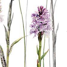 Spotted Orchid Heath Or Common I Found These Flowering On The Grassy Cliffs Of Cornwall Near Pendeen And Painted Orchids Botanical Illustration Botanical Art