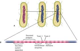 pathogenic bacteria sherris medical microbiology 6e