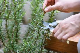 Image result for rosemary cuttings