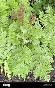 Image result for Osmundaceae