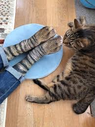 Check out our men's cat socks, rescue dog socks, and our exotic animal socks. Nag On The Lake Cat Paw Socks