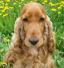 Image result for anglický kokršpaněl