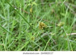 Image result for Pycreus polystachyos