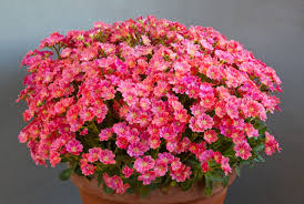 Image result for Dierama parviflorum