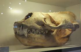 Skull Of A Leopard Seal Victoria Museum Launceston Leopard Seal Animal Skulls Skull Reference