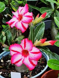 Image result for Hermbstaedtia fleckii