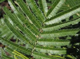 Image result for Acacia kamerunensis