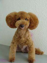 Black And White Standard Poodle Teddy Bear Cut Pin On Poodle Cuts