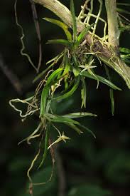 Image result for Angraecum cultriforme