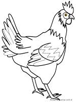 Check spelling or type a new query. 31 Gambar Ayam Betina Mewarnai Cari Gambar Keren Hd