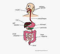 It also proves beneficial for alleviating digestive problems, menstrual pain, and inflammation. Digestive System For Kids Digestive System Activities For Elementary Students Free Transparent Png Download Pngkey