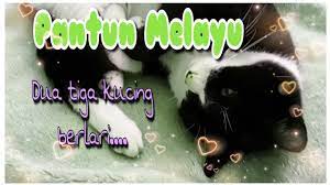 Malah ia telah popularkan dalam nyanyian rakyat yang digubah dari pantun melayu dalam nyanyian lagu dondang sayang dan rasa sayang. Dua Tiga Kucing Berlari Pantun Melayu Youtube