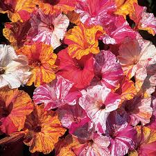 Surprise your loved ones with a fresh proflowers® flower delivery. Burpee Kaleidoscope Mix Four O Clock Seeds 45 Seeds Buy Online In El Salvador At Elsalvador Desertcart Com Productid 99470547